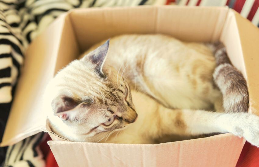 Cat lying inside a cardboard box