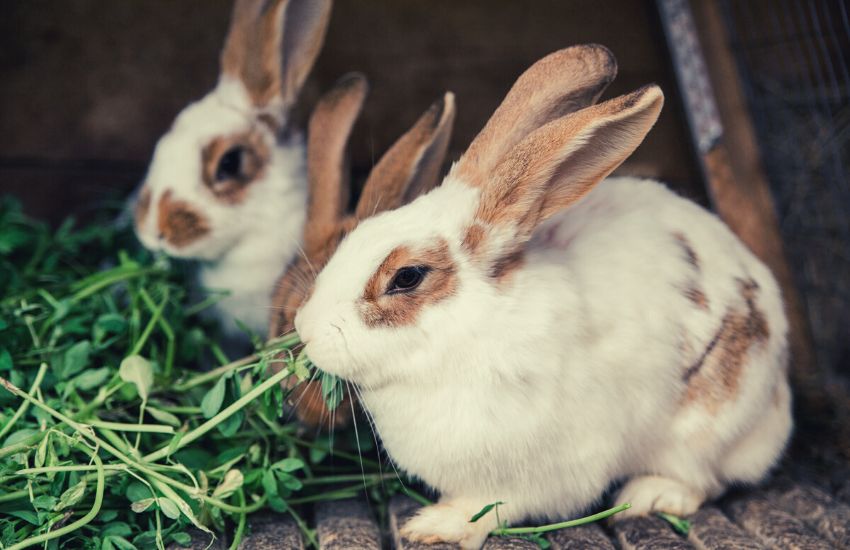Two rabbits eating grass in wooden cage