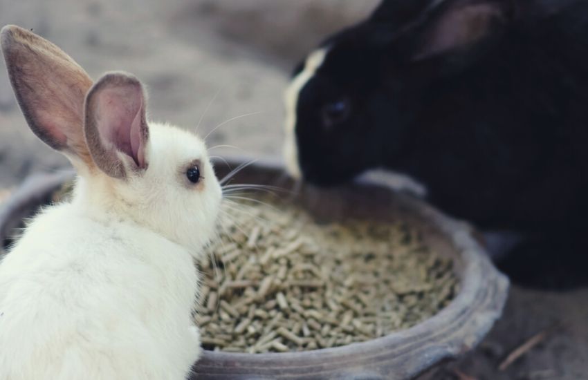 Two rabbits eating pellets from a bowl