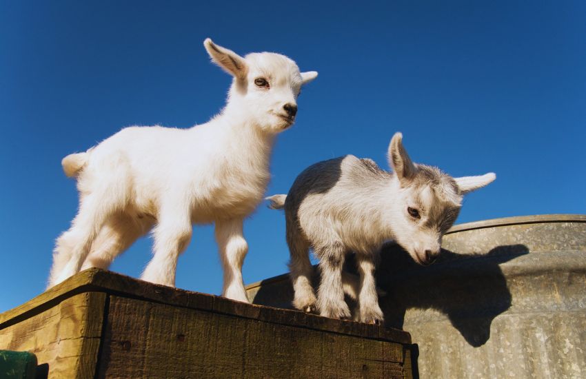 two baby pygmy goats