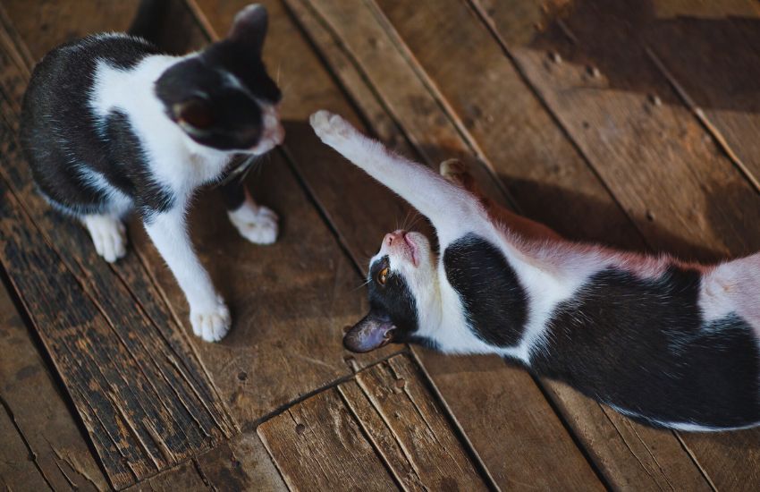 two black and white cats playing on wooden floor