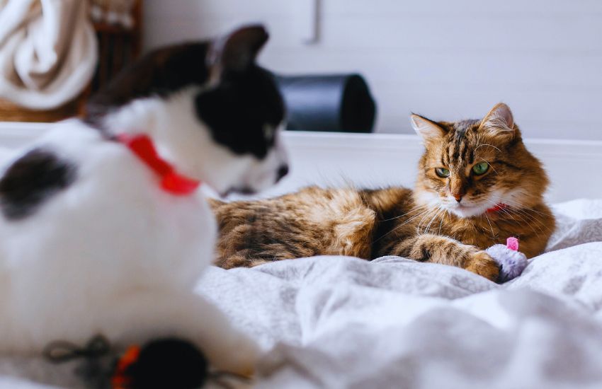 two cats lying on a white bed