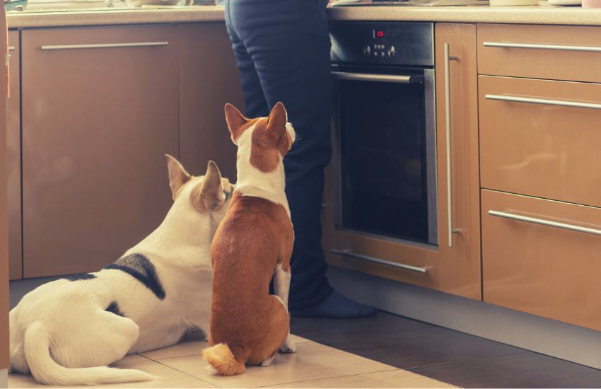 two dogs waiting behind owner in the kitchen