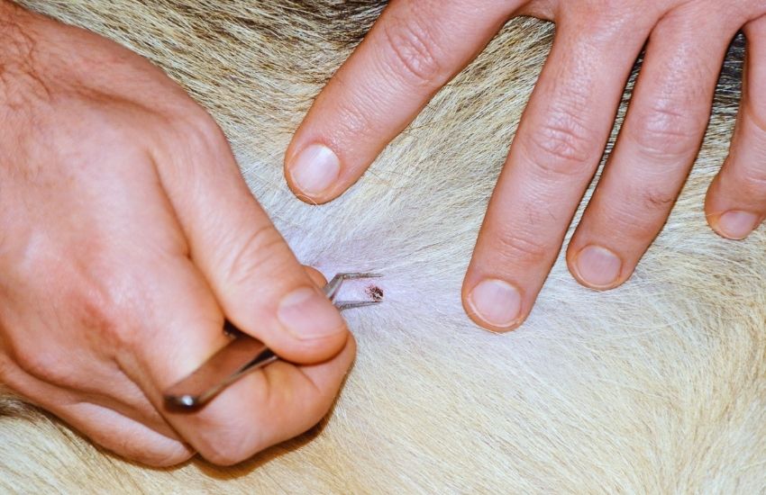two hands removing a tick on dog's white fur