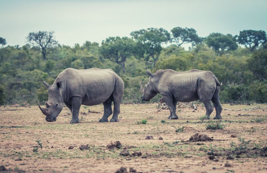 two rhinos standing on a field