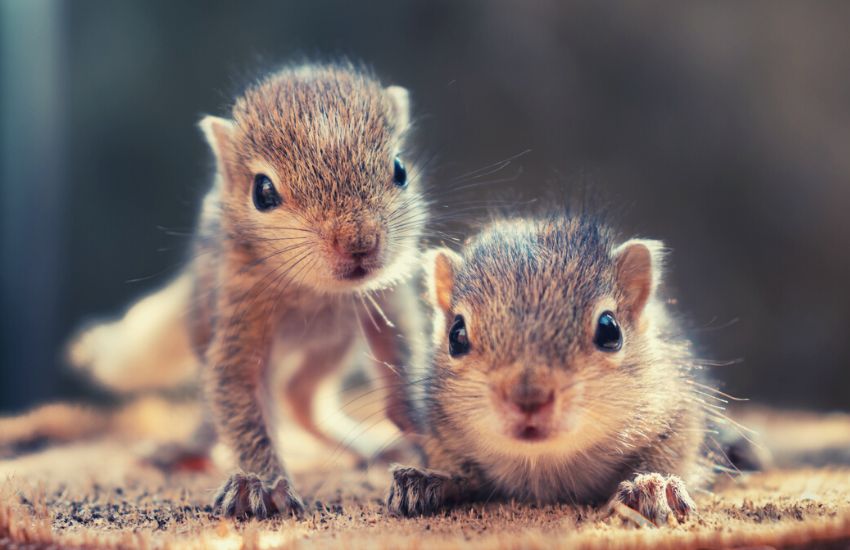 two small squirrels