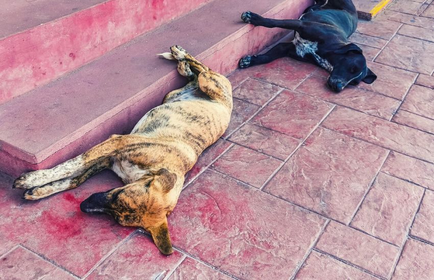 two stray dogs sleeping on streets of Mexico