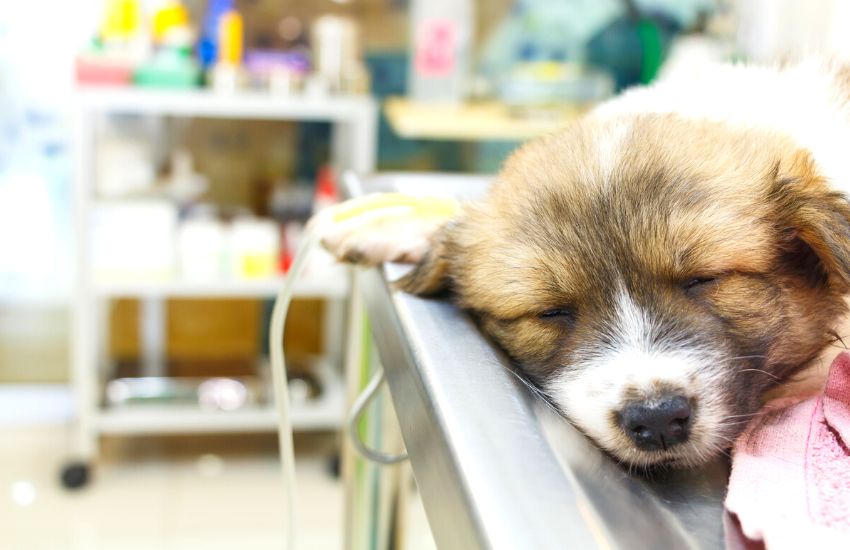 Asleep puppy on operation table getting IV