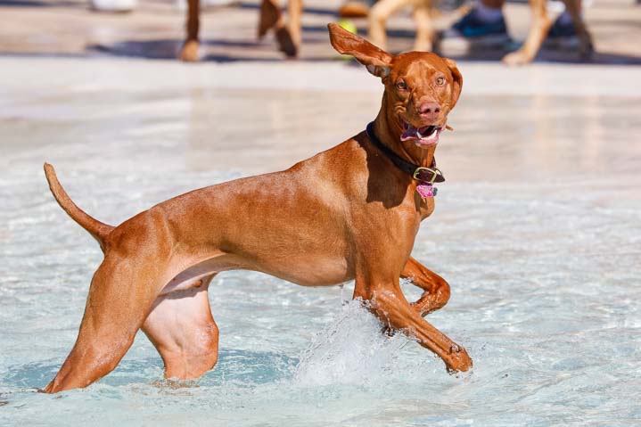 Vizsla dog running in water