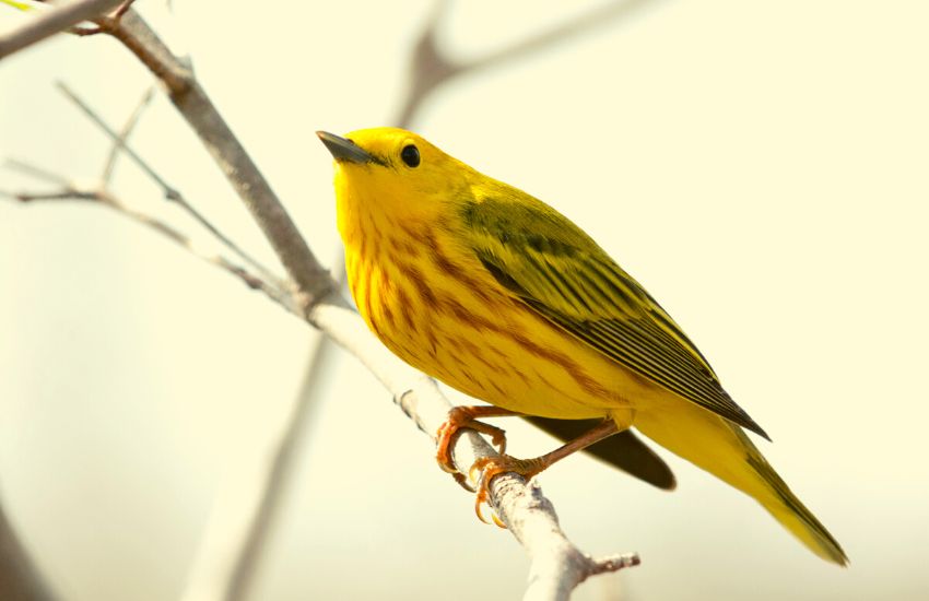 American yellow warbler perched on a branch