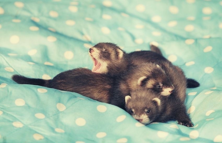 A group of baby weasel pets lying next to each other.