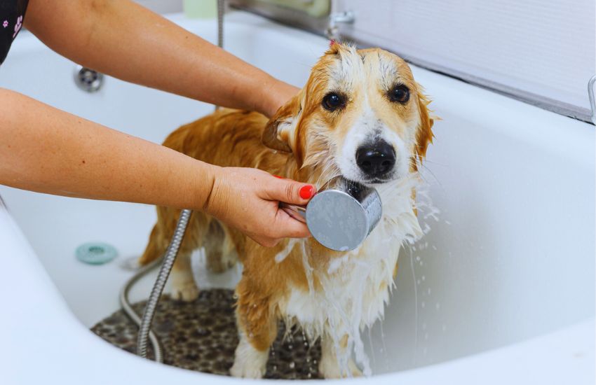 welsh corgi taking a bath in a bath tub