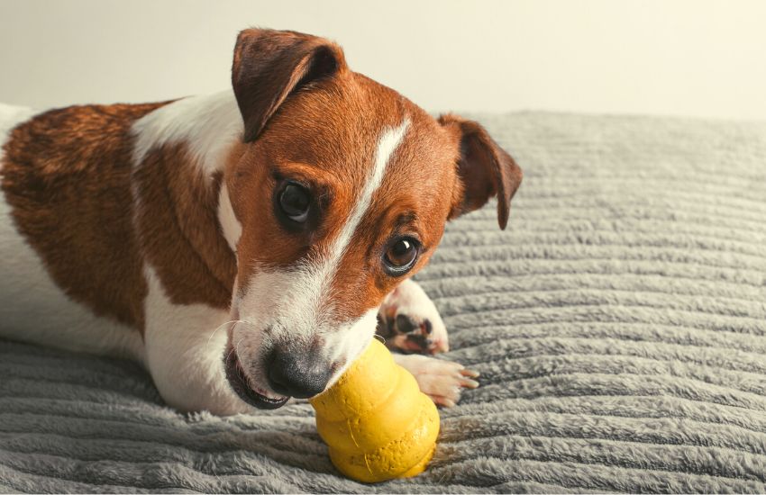 5 Kong Stuffing Ideas to Make Your Dog's Favorite Toy Last Longer!