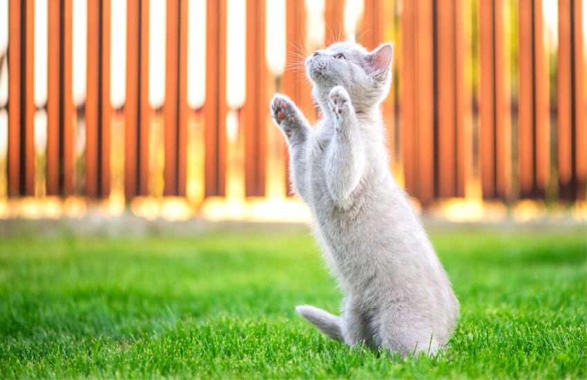 White cat playing in grassy fenced yard
