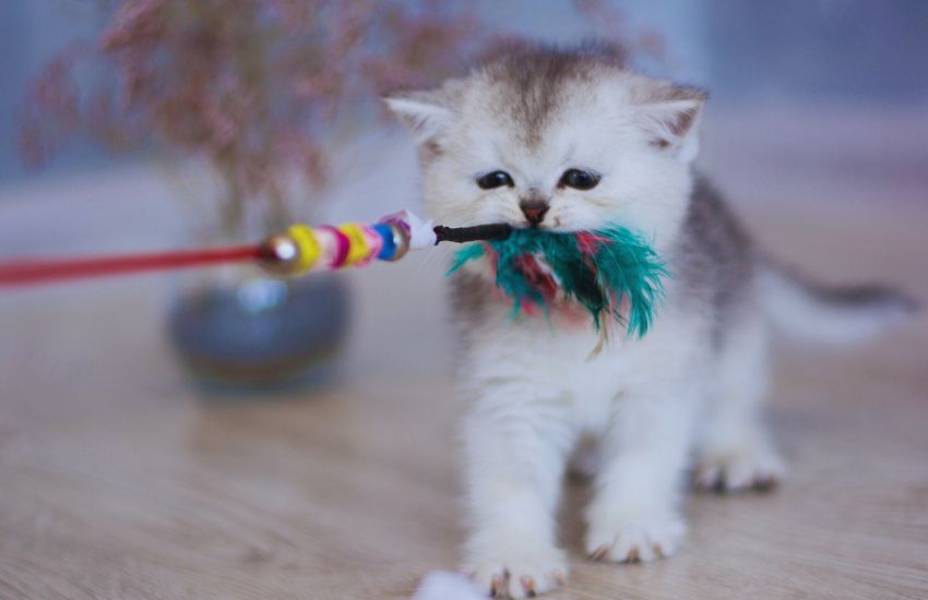 White kitten playing with feather toy