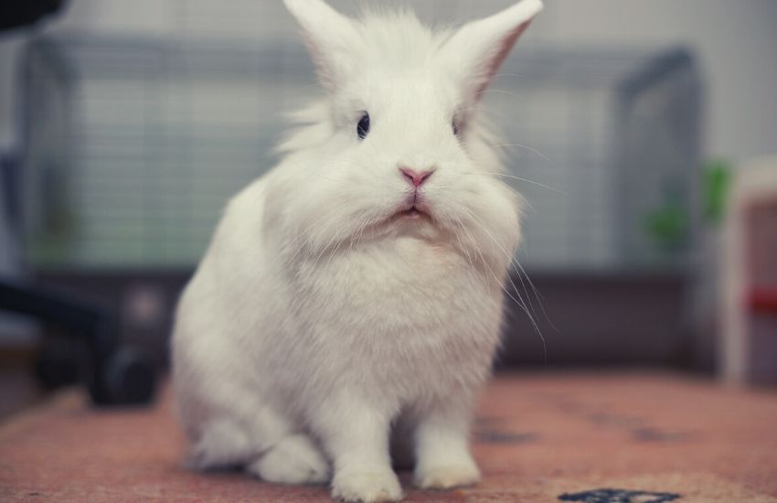 White lionhead rabbit sitting on carpet