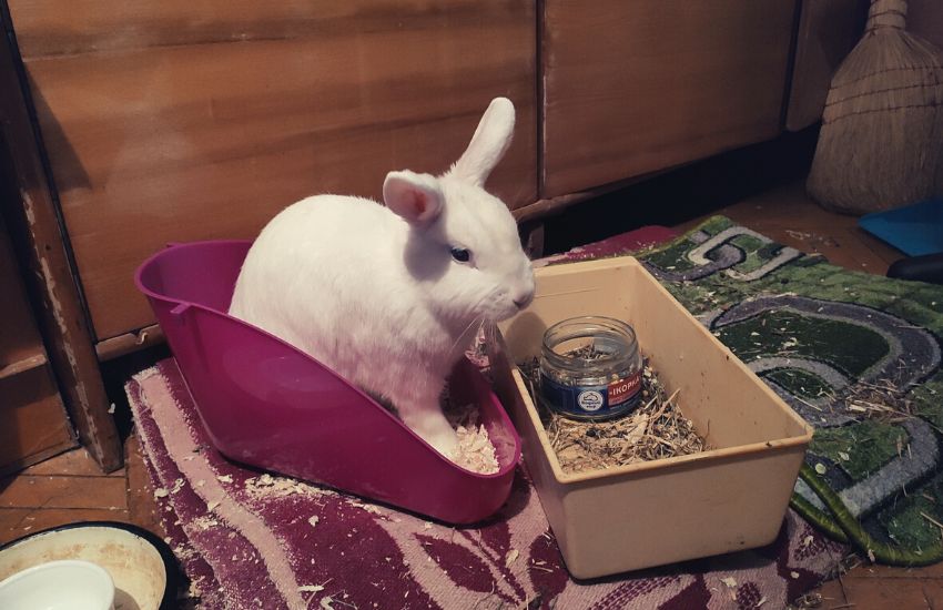 White rabbit sitting in litter box