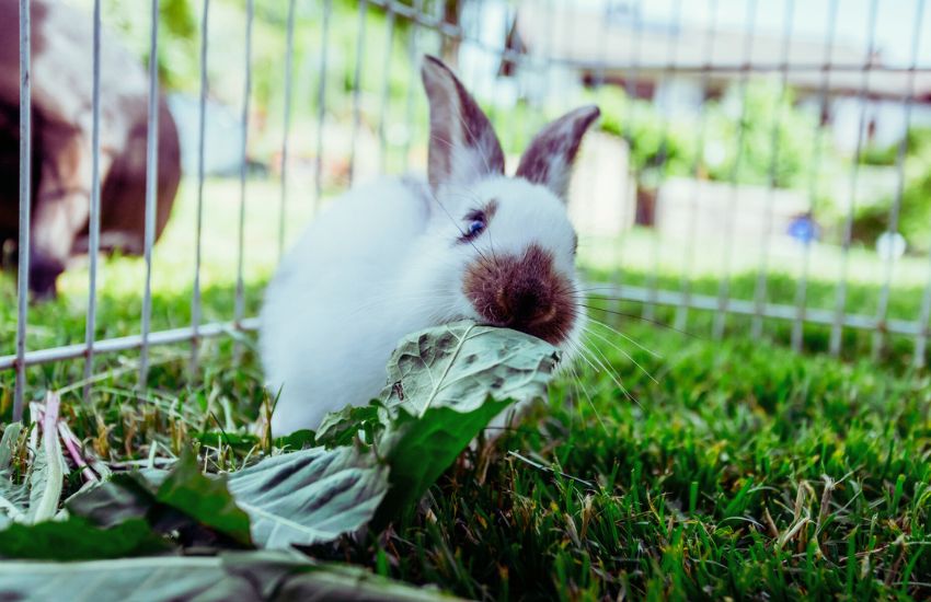 white bunny eating in an outdoor cage