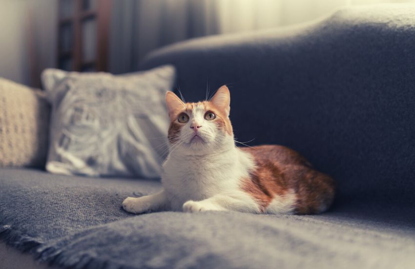 white orange cat on sofa