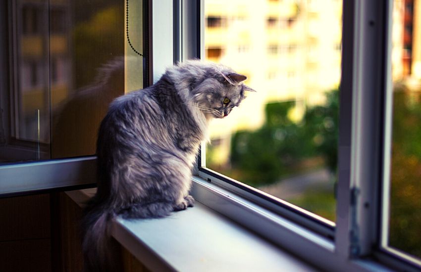 A grey cat perched on a window in a building.