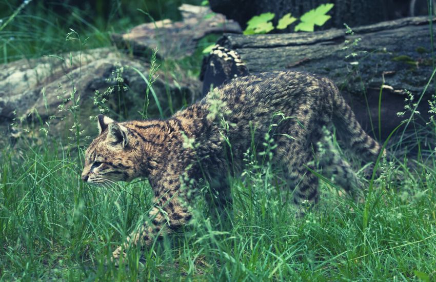 Wild cat in grassy area