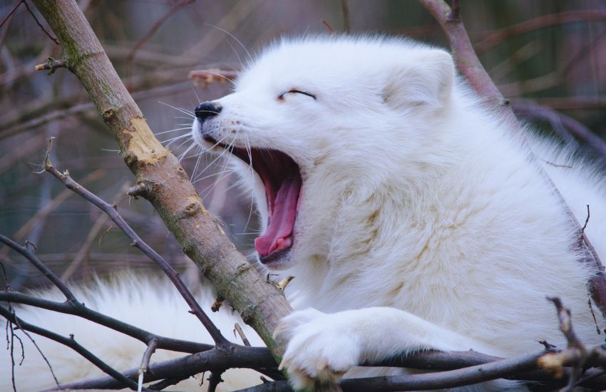 yawning arctic fox