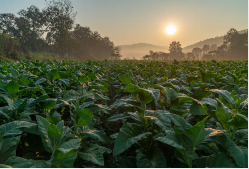 tobacco leaf field 