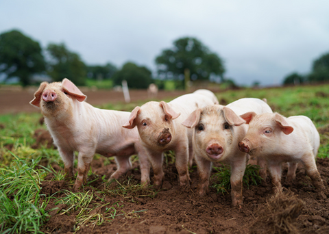 Pasture Raised