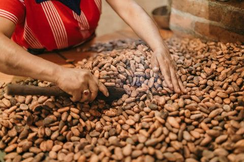 Cacao beans being roasted