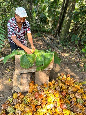 Cacao Farmer Fermenting Cacao
