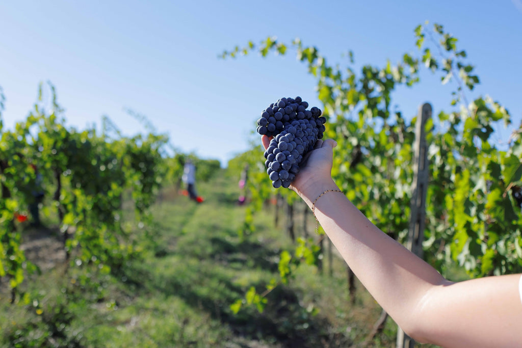 Avignonesi grapes