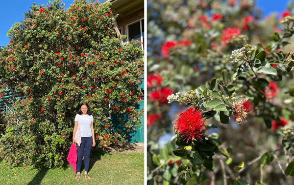 Wai Meli /ワイメリの「レフアブロッサム ハニー」 ハワイ島中の様々な花木から集められた蜜を収穫し、地元産の生ハチミツを提供しているワイメリ。 この度入荷したのは、ハワイ島の島花であるオヒアフレアの花から採取されたハチミツです。一度見ると忘れられないほどの美しい真っ赤なオヒアレフアの花。ハワイではこの花をテーマにした愛の神話があるほど大切にされています。 とても濃厚でクリームのようなレフアブロッサムハニーは、ハワイのジャングルフルーツを思わせる、軽やかでフルーティな甘みです。 スムージーやヨーグルト、シリアルに混ぜたり、少し温めてフルーツサラダやベリーにかけたりして、トロピカルな風味を楽しんでください。 昨今のオーガニック志向や健康志向の高まりを意識して作られた生はちみつは、良質な酵素・ビタミン・ミネラルを摂ることができ、免疫力を高めてくれます。そのままスプーンですくって飲むのもおすすめです。
