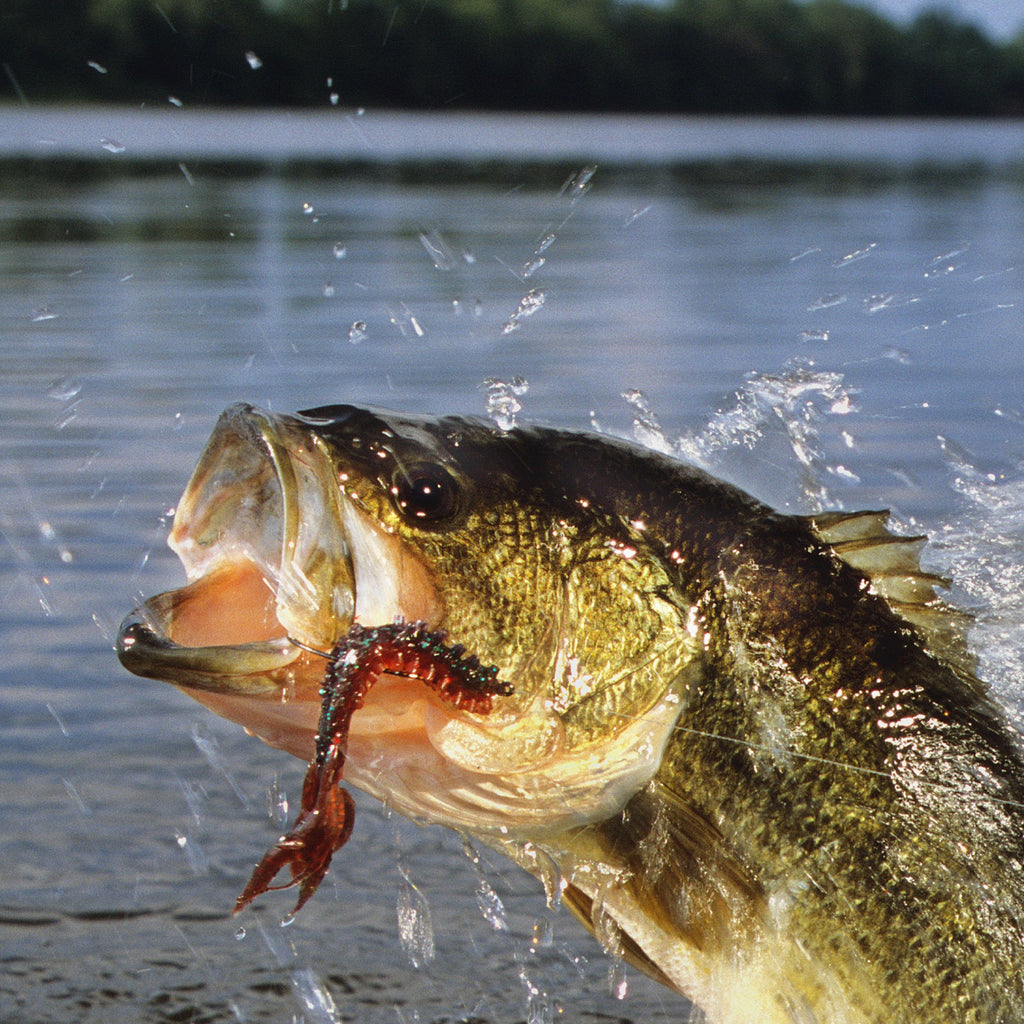 Bass with lure in lip