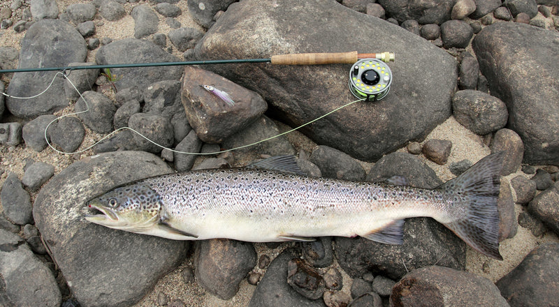 Trout next to fly rod