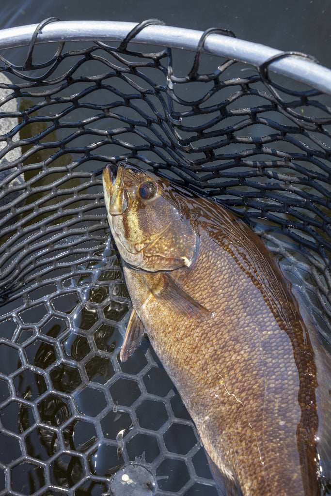 Bass in a net