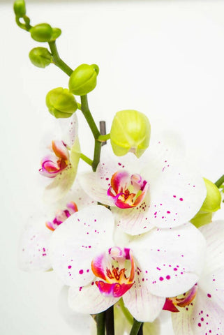 Phalaenopsis Orchid Plant With Ceramic Pot