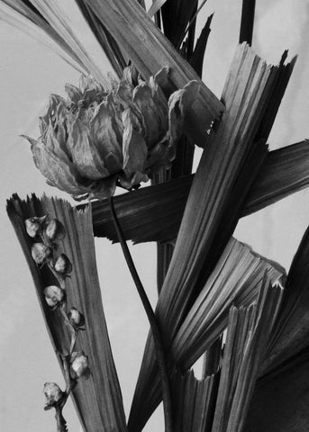 Black and white photo of dried leaves. It is photographed in an artistic way