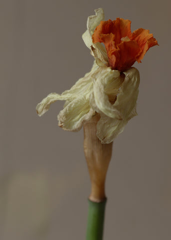 an image of a dried daffodil. It has white and orange petals