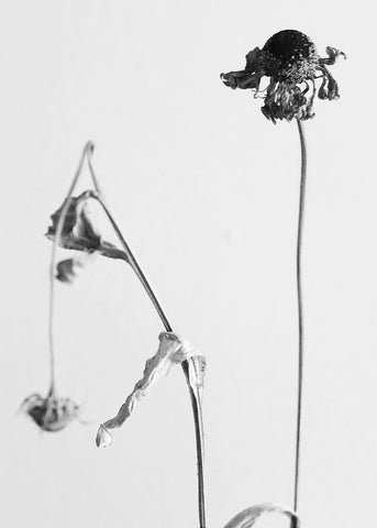 black and white photo of single dried flower stems