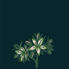 scleranthus bach flower remedy