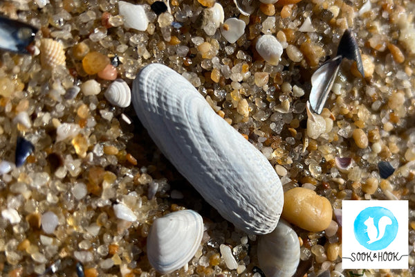 Jersey Shore Beach Finds Angel Wing Shell Sook & Hook Blog