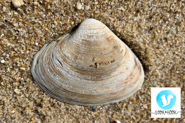 Jersey Shore Beach Finds Atlantic Surf Clam Sook & Hook Blog