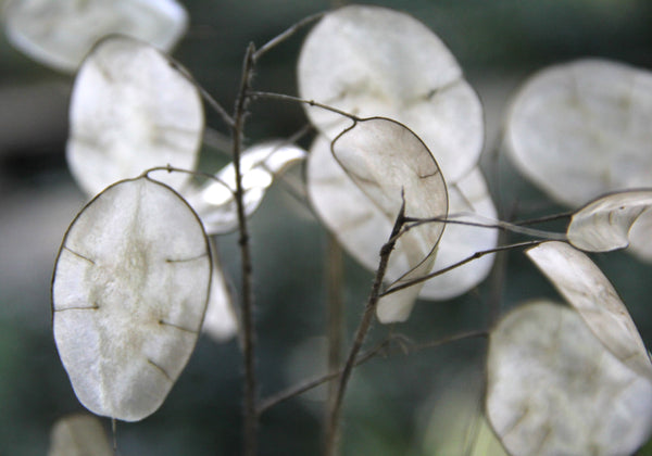 Lunaria Plant Sook & Hook Blog