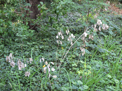 Lunaria Plants Sook & Hook Blog