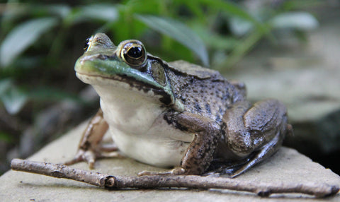 Adorable Female Bullfrog sook & Hook