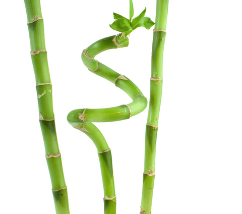 three stalks of bamboo, one very squiggly 
