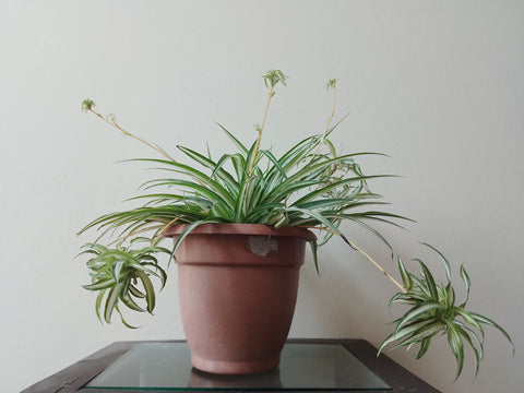 A spider plant in a pot