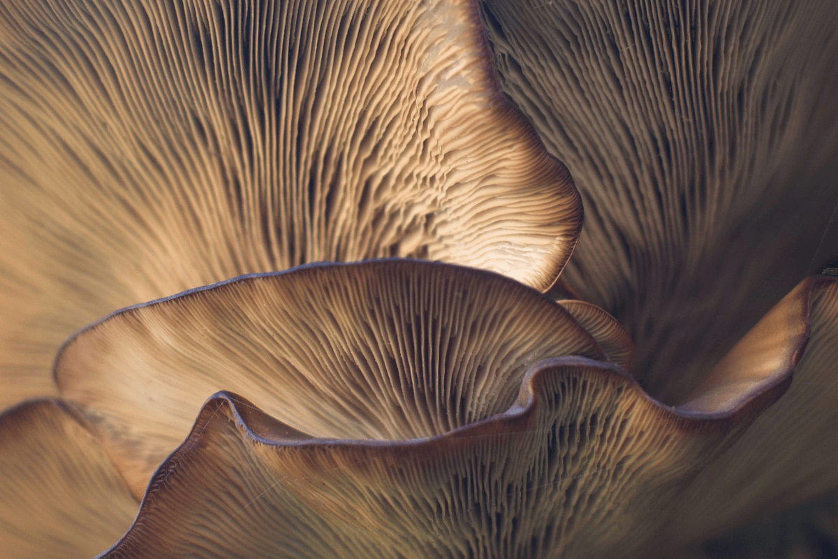 Mushroom fashion SANVT post mushroom