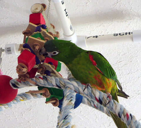 A Hahns Macaw playing with a wooden bird toy