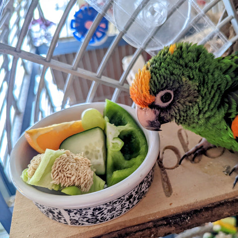 A Jardine's parrot next to a bowl of large chunks of veggies and fruits